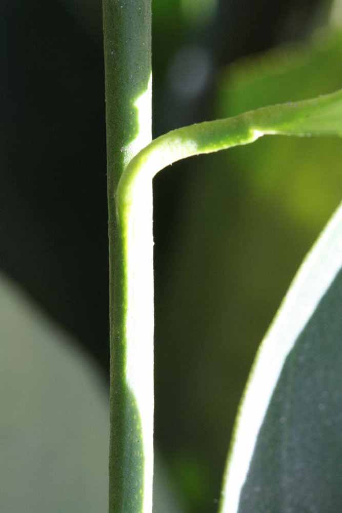              First year twig (Riverside, CA)       